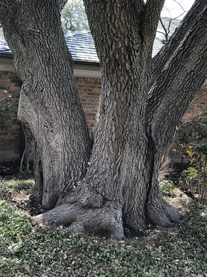 Mature heritage tree close to a Samson property cared for by certified arborists